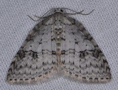 Venusia duodecemlineata