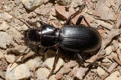 Pterostichus lama