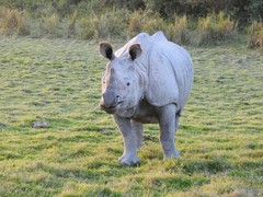 Rhinoceros unicornis
