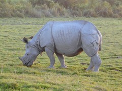 Rhinoceros unicornis