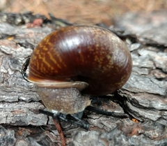 Helminthoglypta arrosa