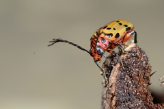Polyclada bohemani