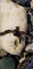 Ophiocoma echinata