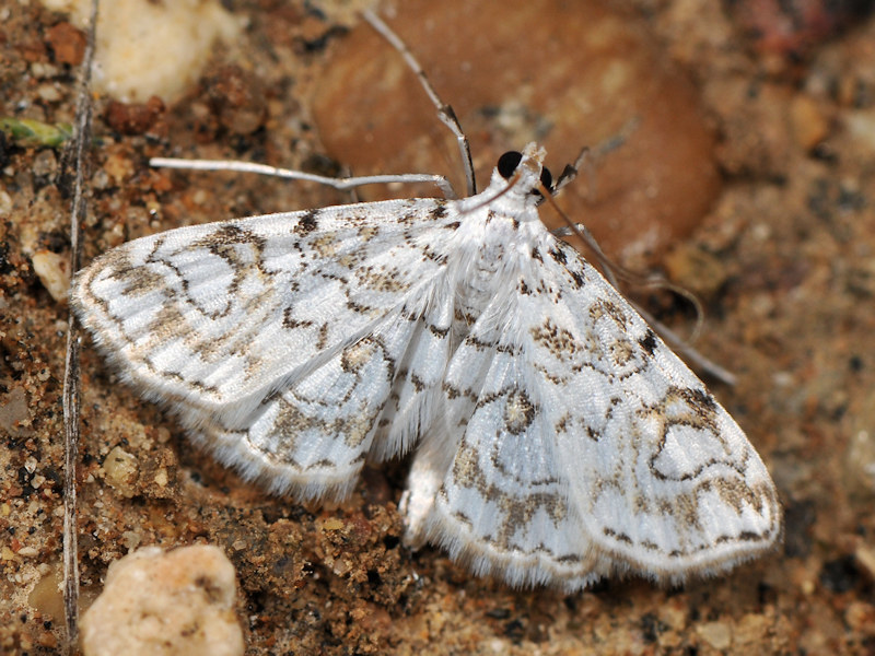 Elophila rivulalis