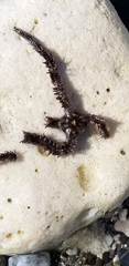 Ophiocoma echinata