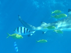 Gnathanodon speciosus
