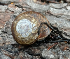 Helminthoglypta arrosa