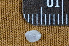 Bostrycapulus aculeatus