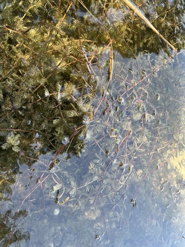 stolístok klasnatý (Myriophyllum spicatum)