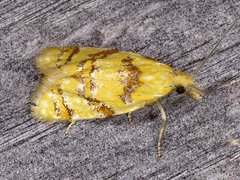 Phtheochroa vitellinana