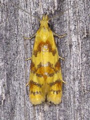 Phtheochroa vitellinana