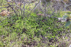 Dichondra occidentalis