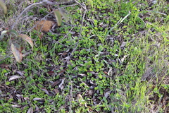 Dichondra occidentalis
