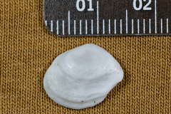 Cumingia californica