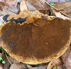 Phellinus everhartii