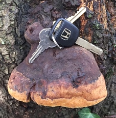 Phellinus everhartii