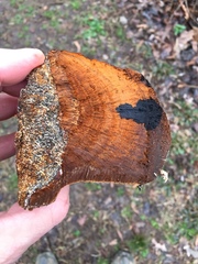 Phellinus everhartii