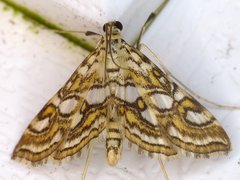 Elophila ekthlipsis