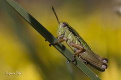 Pseudoprumna baldensis