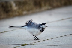Motacilla alba