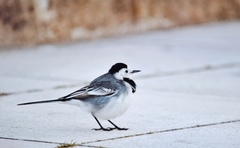 Motacilla alba