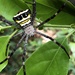 中形金蛛 (類高居金蛛) - Photo 由 biobank-lantauhk 所上傳的 (c) biobank-lantauhk，保留部份權利CC BY-NC