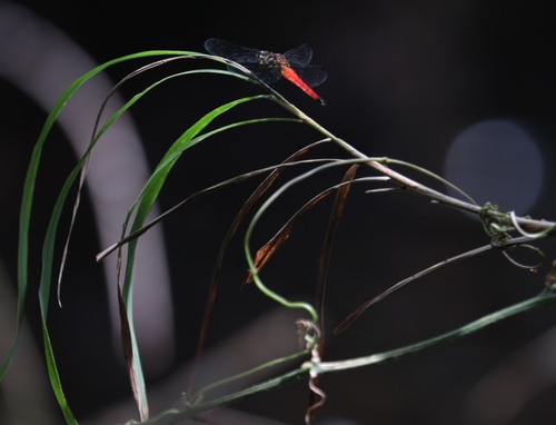 Photo of Forest Chaser (Lyriothemis elegantissima)