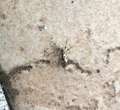 Cyclosa argenteoalba