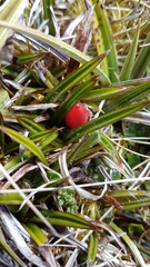 Astelia linearis