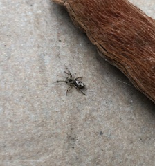 Cyclosa argenteoalba