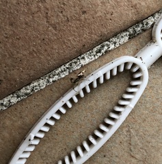 Cyclosa argenteoalba