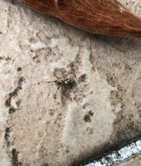 Cyclosa argenteoalba