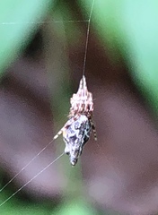 Cyclosa confusa