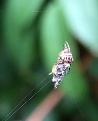 Cyclosa confusa