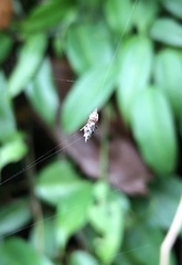 Cyclosa confusa