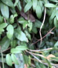 Cyclosa confusa