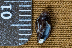 Atrimitra idae