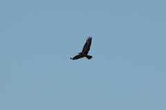 Buteo buteo