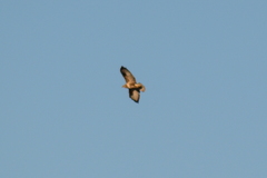 Buteo buteo
