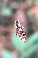 Cyclosa confusa
