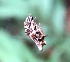Cyclosa confusa