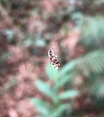 Cyclosa confusa