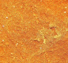 Phellinus everhartii