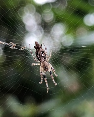 Cyclosa confusa