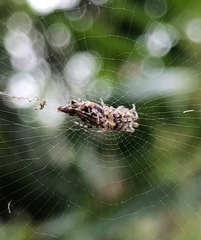 Cyclosa confusa