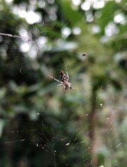 Cyclosa confusa