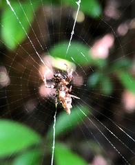 Cyclosa confusa