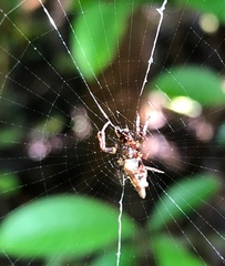 Cyclosa confusa