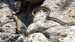 Thamnophis cyrtopsis collaris