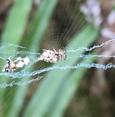 Cyclosa confusa